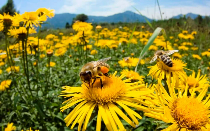 Las abejas pueden sumar y restar, según un estudio científico