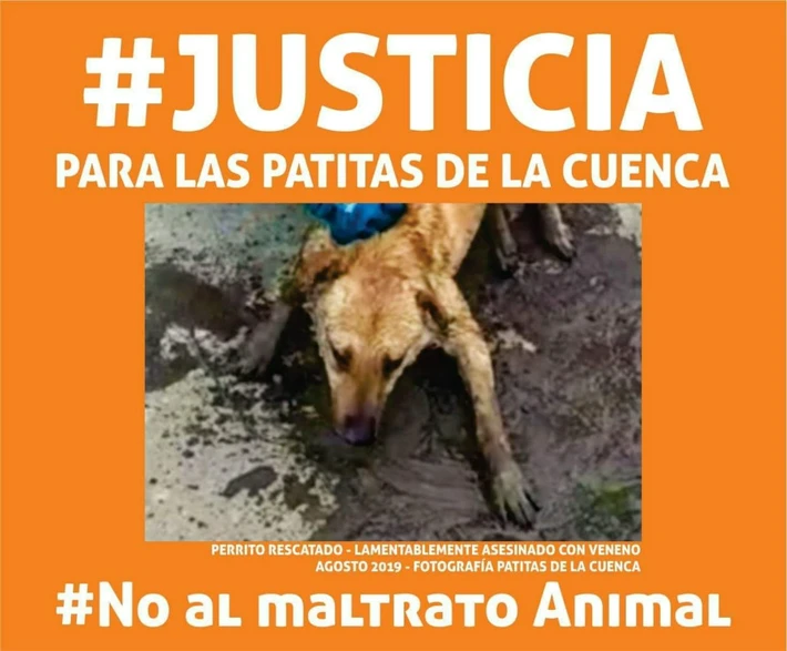 Matanza de perros: la jueza Bustos pidió pruebas fotográficas y fílmicas