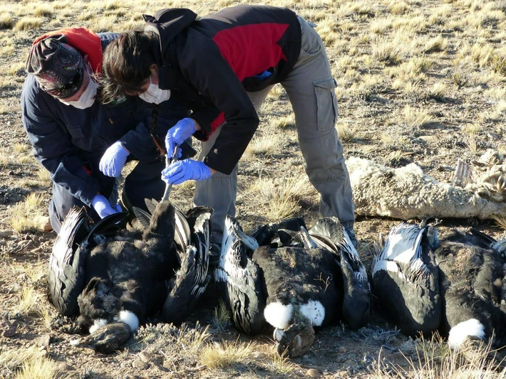 Nuevo hallazgo de Cóndores muertos por envenenamiento en Perito Moreno