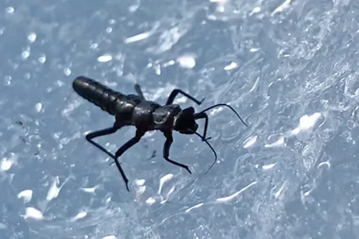 Descubren un nuevo insecto que habita en el glaciar Perito Moreno