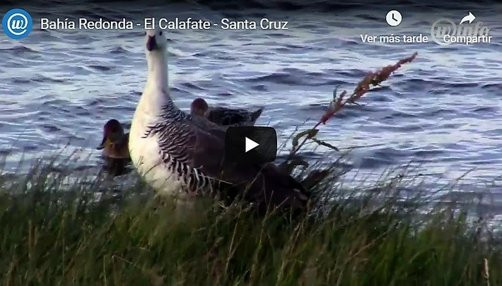 Una tarde plena de avifauna en la Bahía Redonda (Video)