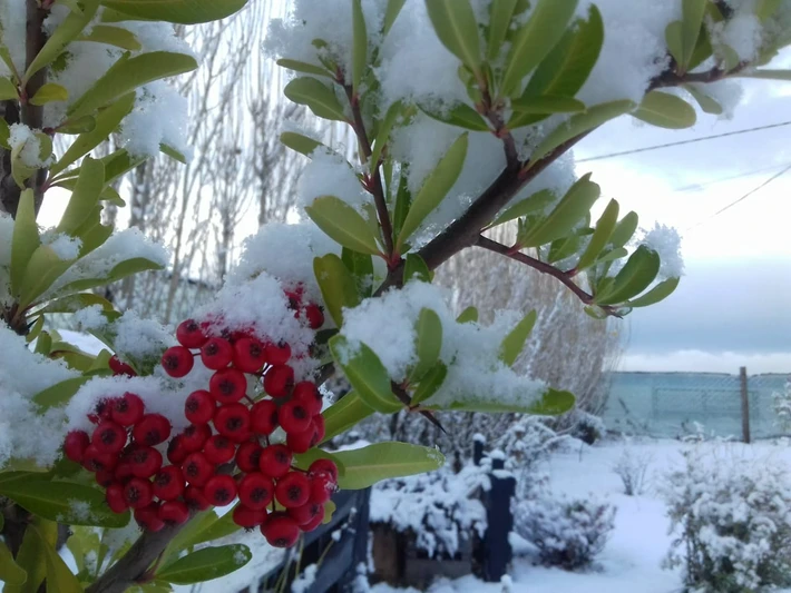 Nieve en El Calafate: Postales de una siesta blanca