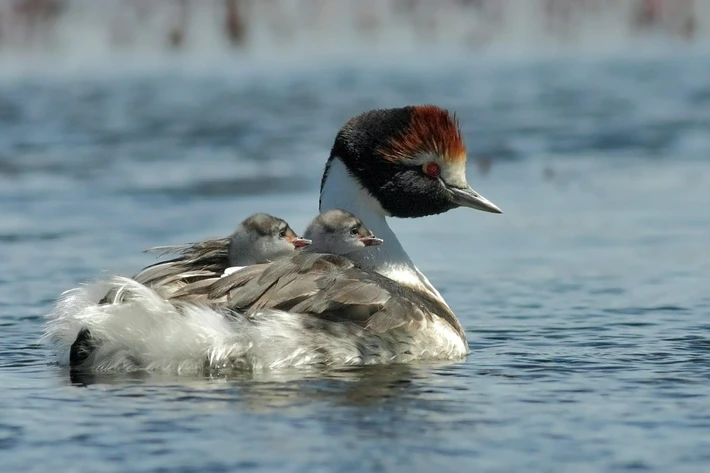 Aves Argentinas presentó un informe a Parques Nacionales acerca del impacto de las Represas