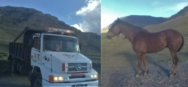 Secuestraron dos caballos que eran transportados en un camión de vialidad provincial