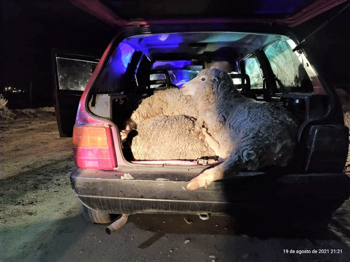 La policía detuvo a tres jóvenes que trasportaban 5 ovejas en el baúl de su auto